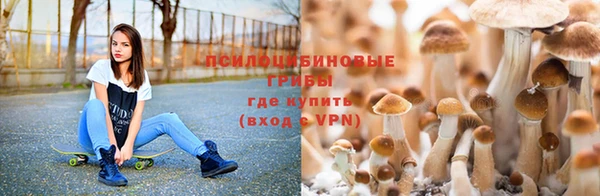 сатива Беломорск